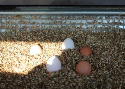 Opa Theo kocht - Beitrag Huhn - Bild 4